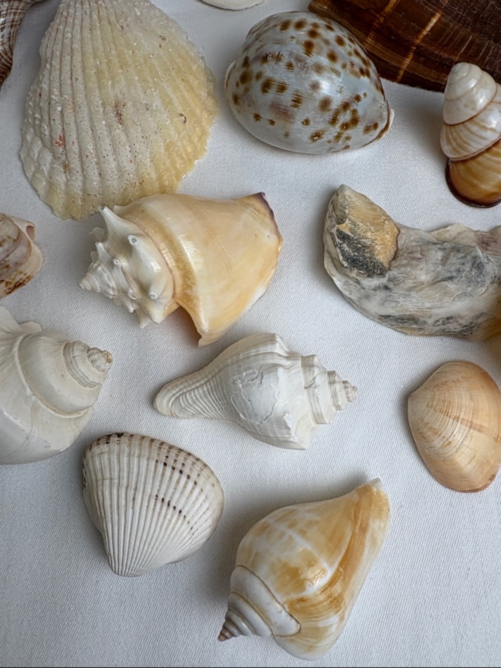 20pc Boutique Natural Shell Collection - Excellent Condition - Picture 5 of 14